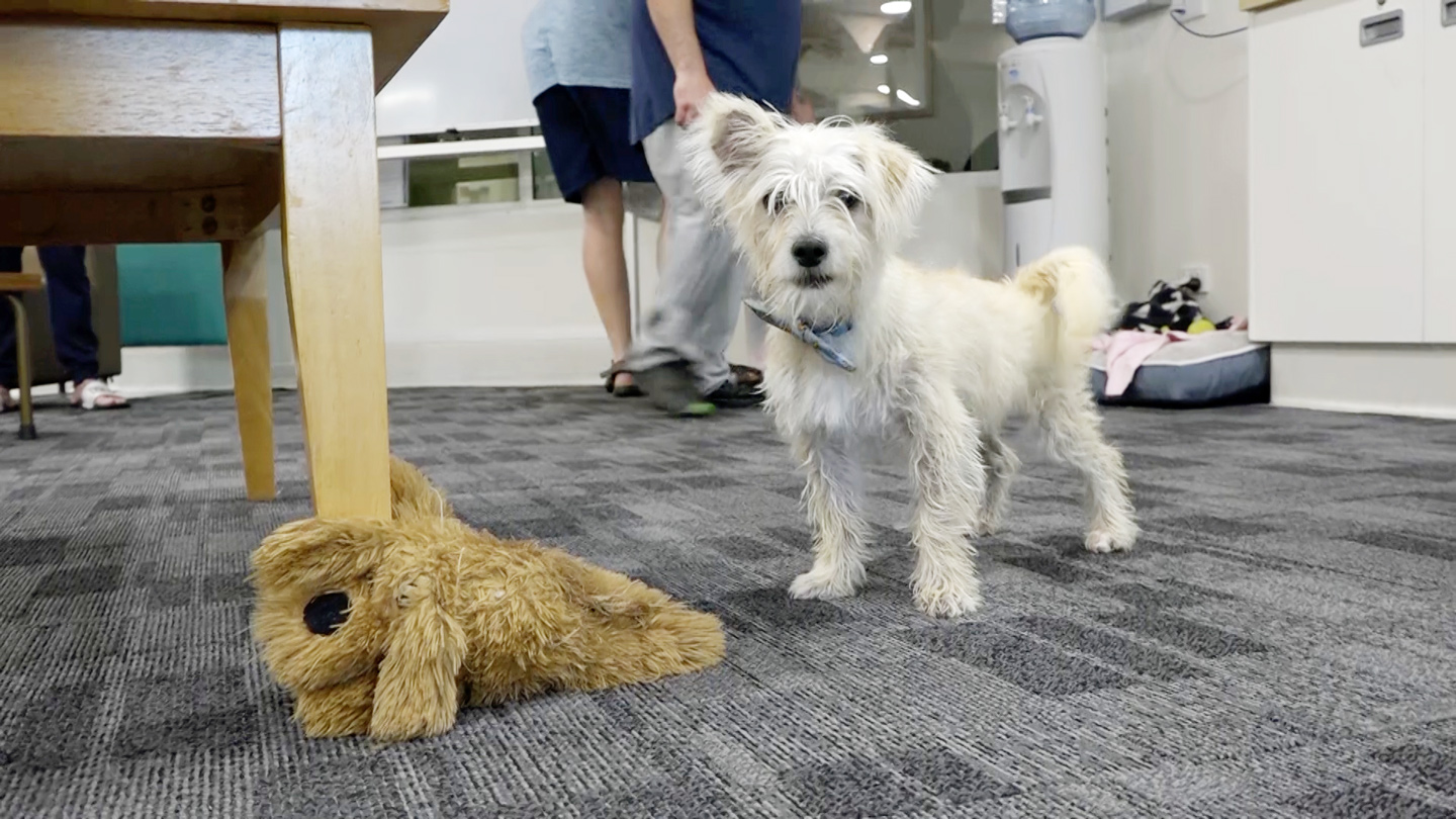 Dougie - a small white puppy - stands next to his teddy bear